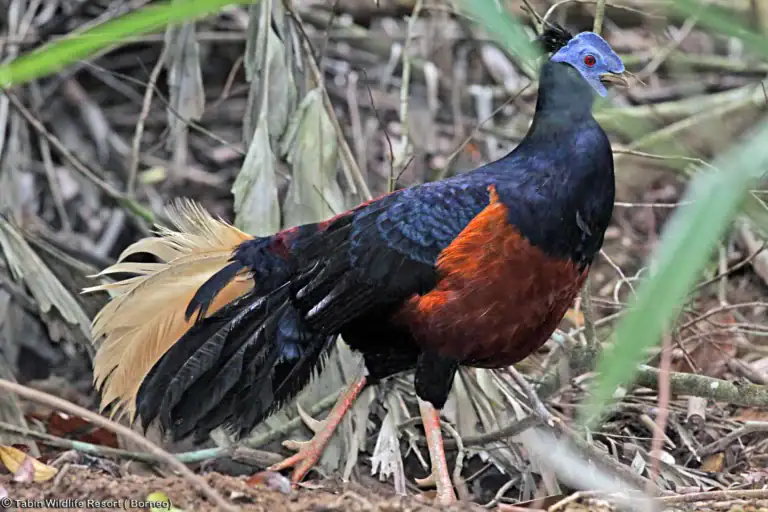 Crested fireback pheasant in Tabin Wildlife Reserve