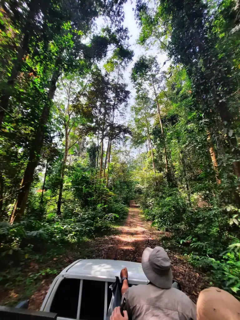 Wildlife safari drive in Tabin reserve