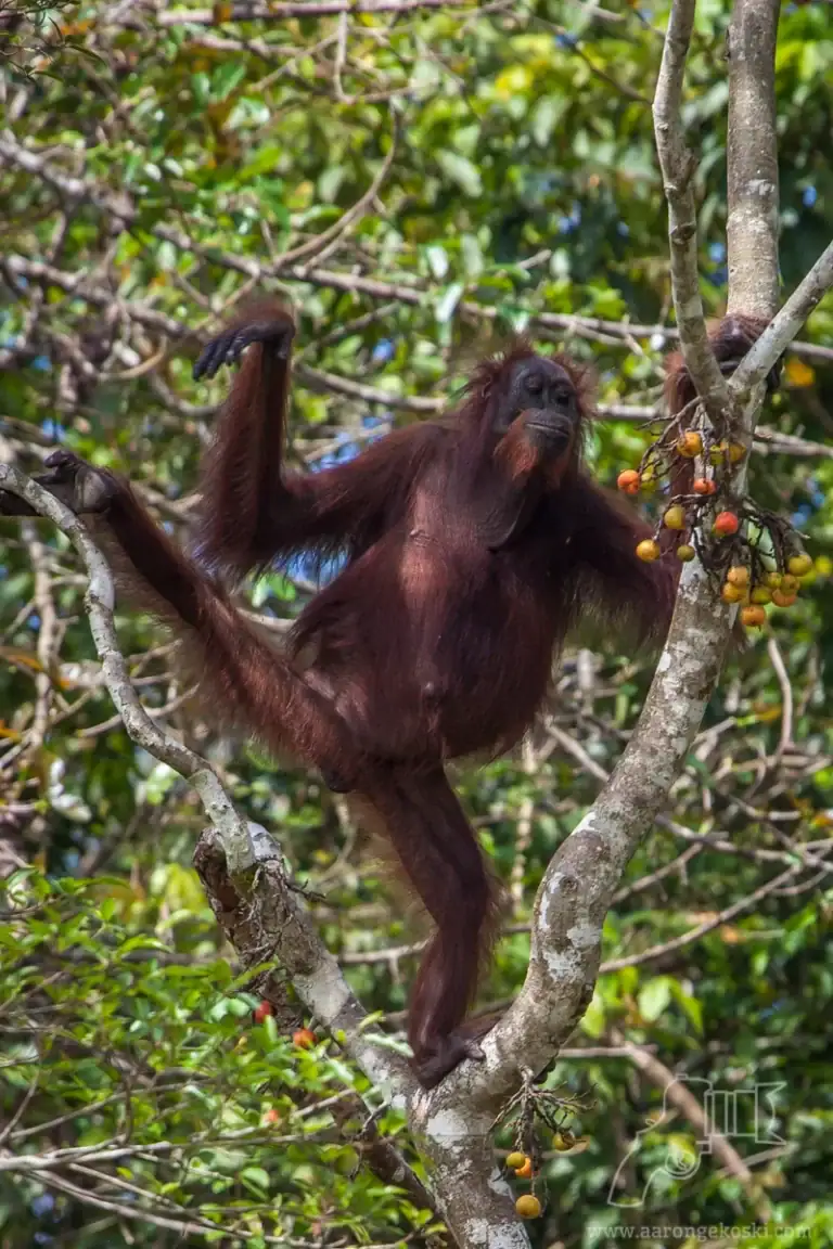 Orangutan resting in a tree at Sepilok