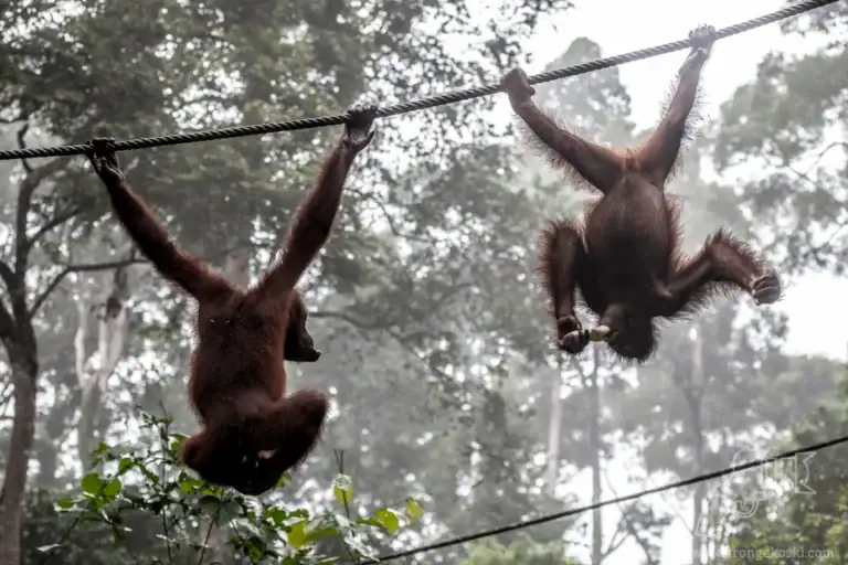 Orangutans crossing the rope line at Sepilok Orangutan Rehabilitation Centre