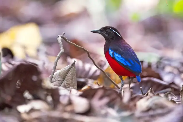 Black-headed pitta, a Bornean endemic, at Tabin