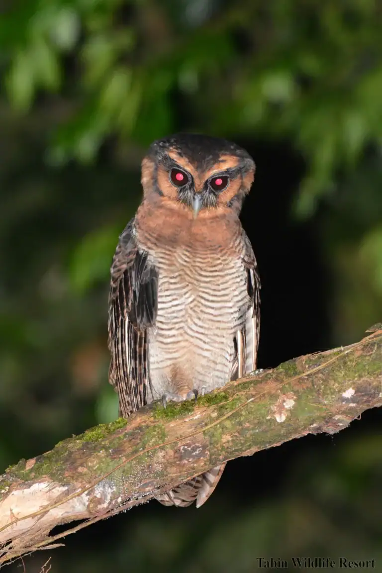 Brown wood owl seen on a night safari in Tabin