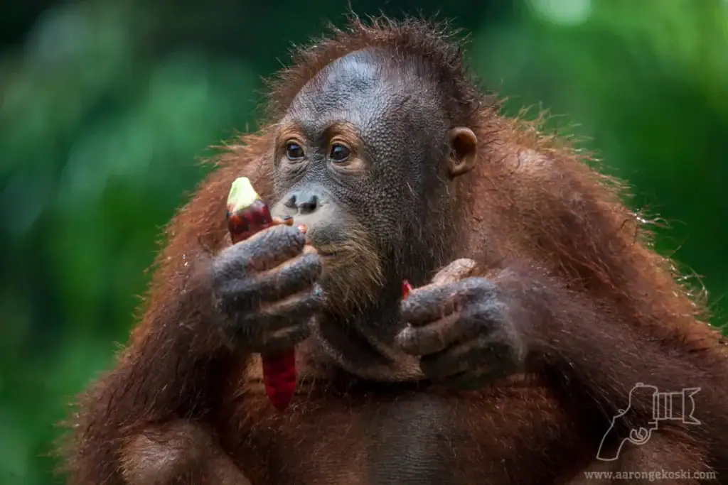 Orangutan sheltering from the rain at Sepilok