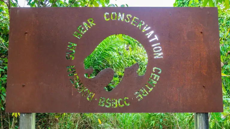 Bornean sun bear at the conservation centre, Sepilok