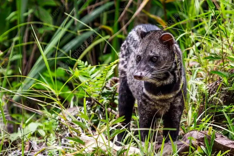 Civet spotted on a Tabin night drive