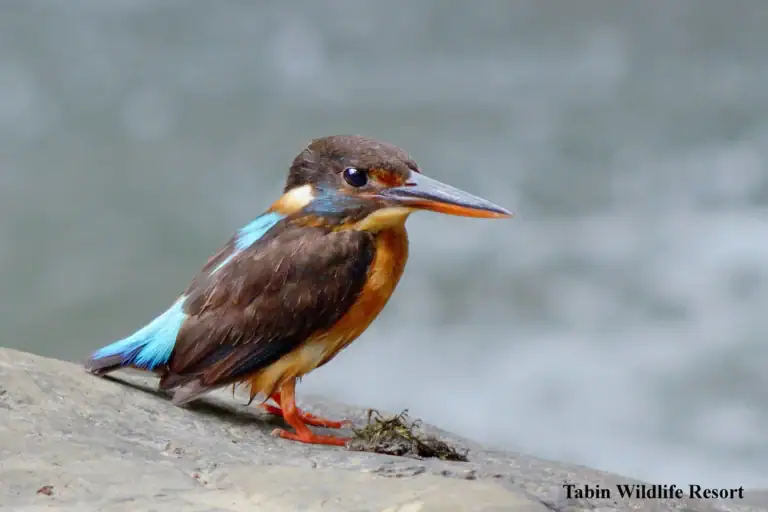 Blue-banded kingfisher at Tabin Wildlife Reserve