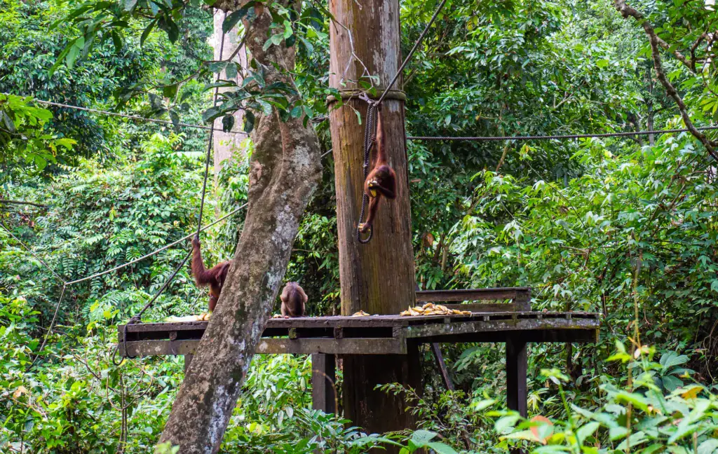 Orangutan at the feeding platform, Sepilok Rehabilitation Centre