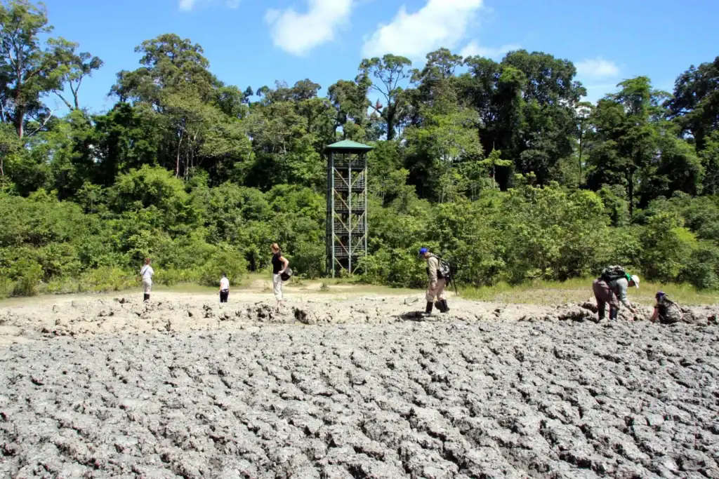 Lipad mud volcano and observation tower, Tabin Wildlife Reserve