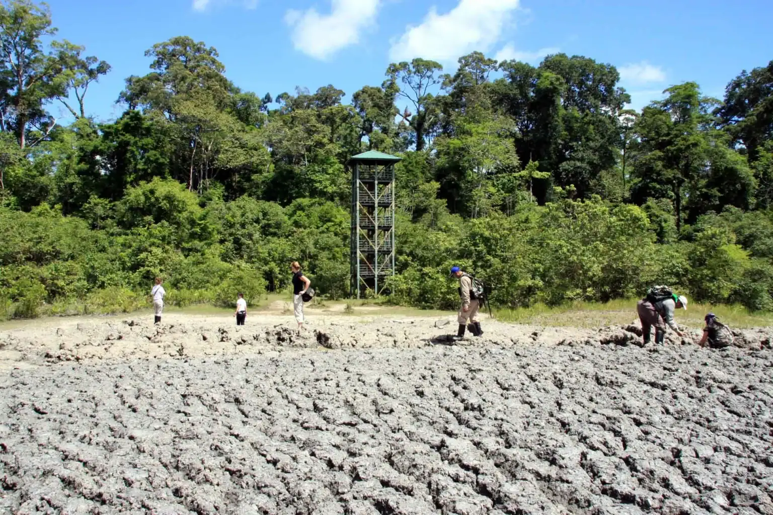 Lipad mud volcano and observation tower, Tabin Wildlife Reserve