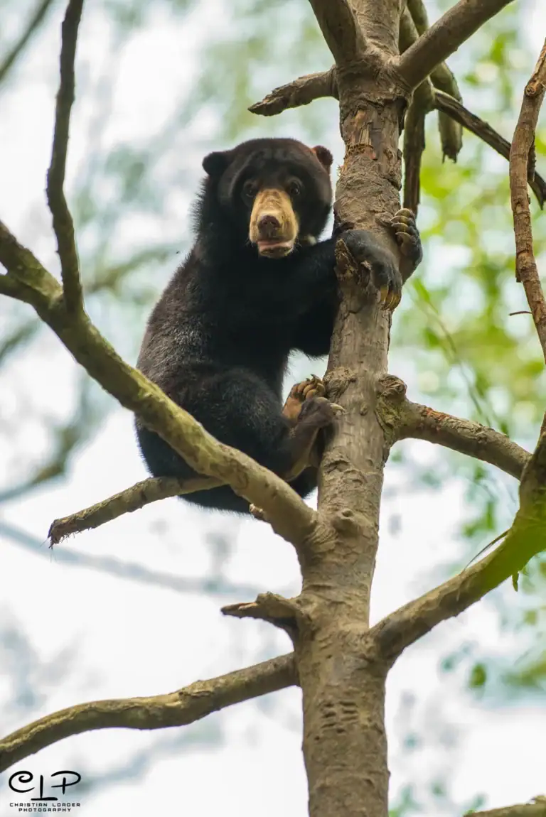 Sun bear foraging in the forest at Sepilok