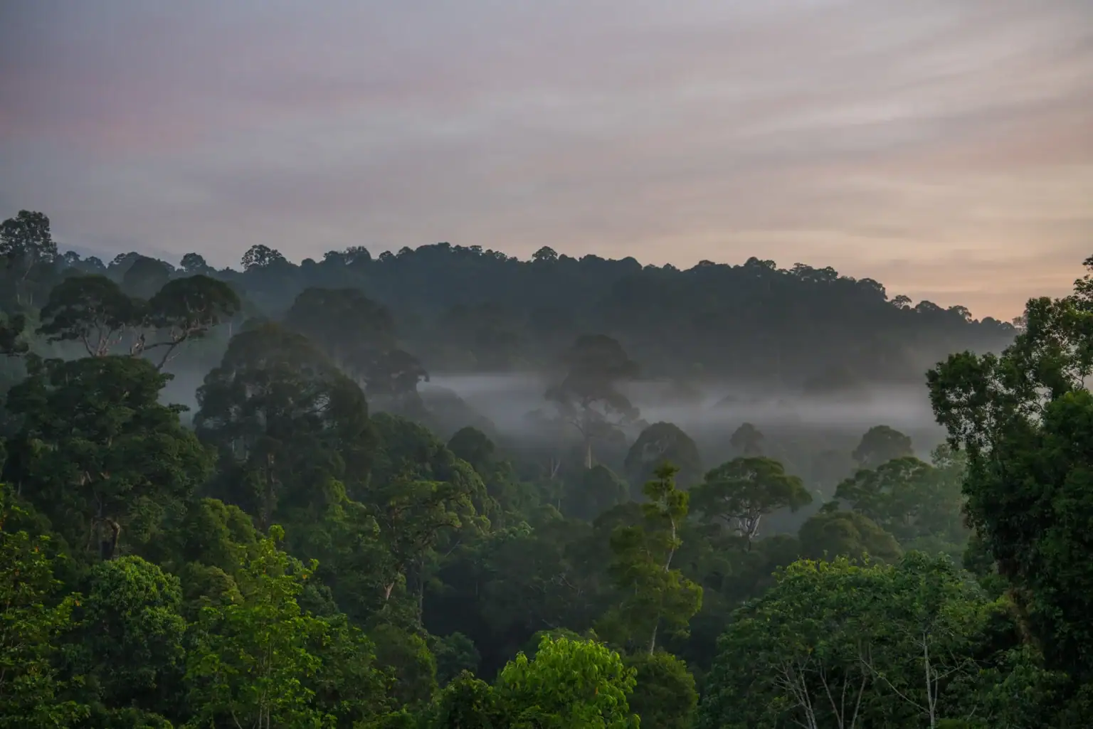 Dusk mist rising over Deramakot Forest Reserve