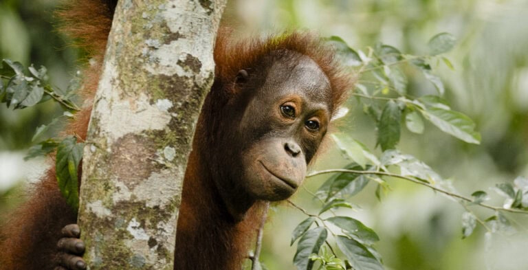 orangutan for homepage