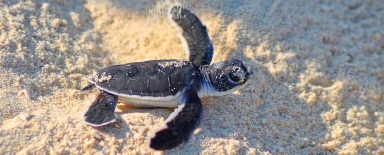 Selingan Turtle Island